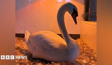 A young man with dark curly brown hair standing by the side of a road. He is wearing a black t-shirt and behind him are yellow crops and blue skies.