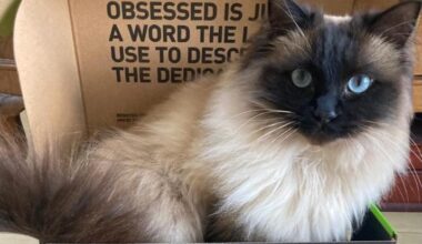 London cat rescues have cost more than one million pounds since 2023