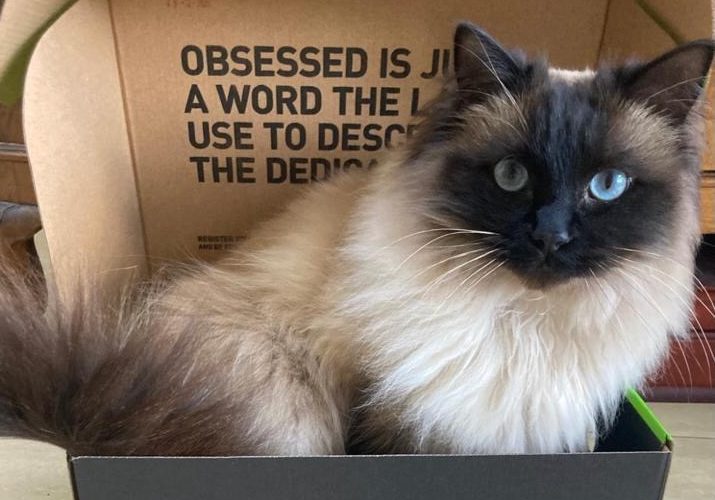 London cat rescues have cost more than one million pounds since 2023