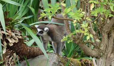 Horror as beloved animal popular in UK could be ‘eaten to extinction’ | World | News