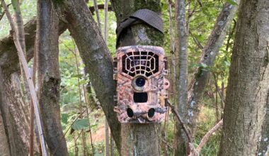 Wildlife experts put hidden camera on trail and spot 'rare' animal