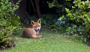 Warning issued to anyone with foxes in garden in December