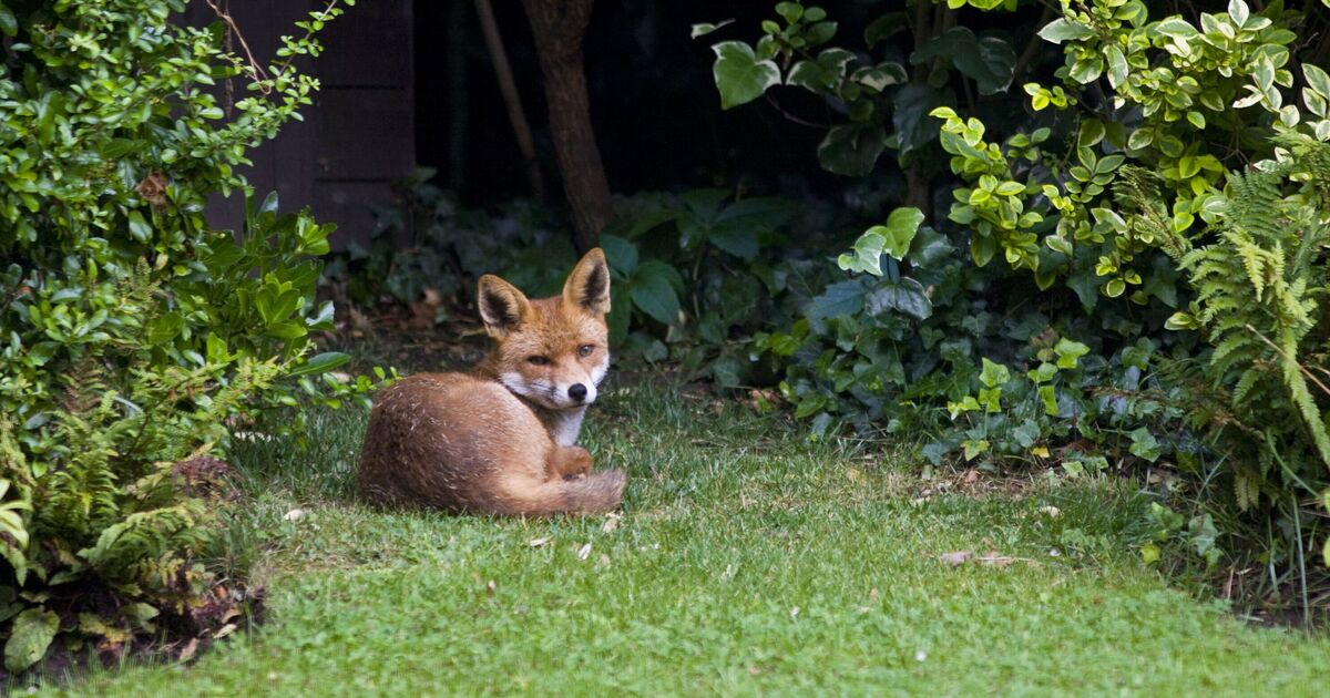 Warning issued to anyone with foxes in garden in December