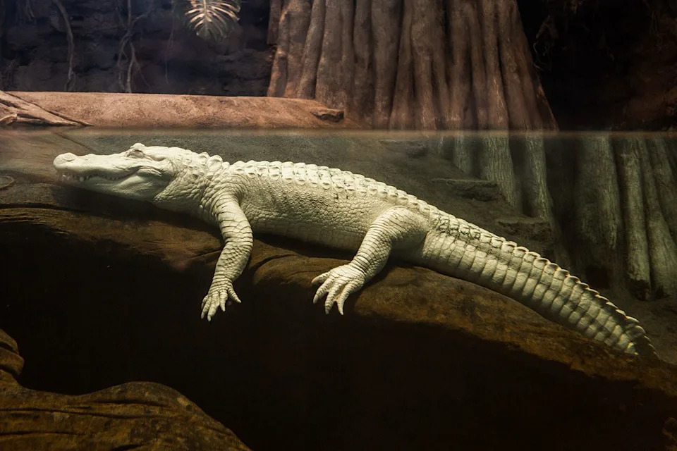 Gayle Laird/California Academy of Sciences Claude, San Francisco's beloved albino alligator