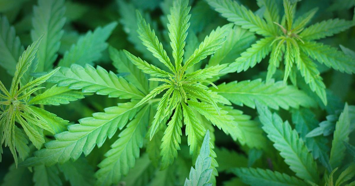 Sen. London Lamar calls for Tennessee cannabis reform after federal reclassification | Local News