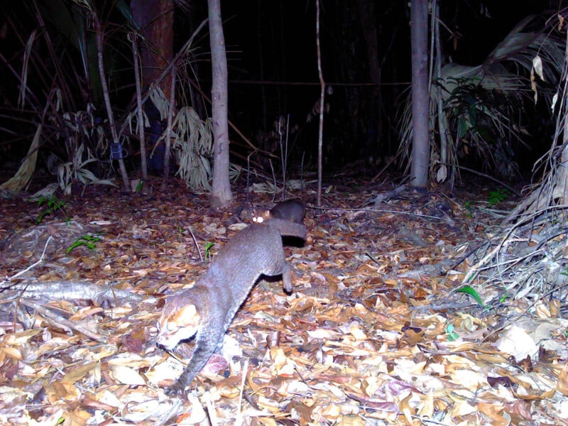 A wild cat with a brownish coat walks through a forest at night, captured by a trail camera. The forest floor is covered with dry leaves, and trees and foliage are visible in the background.