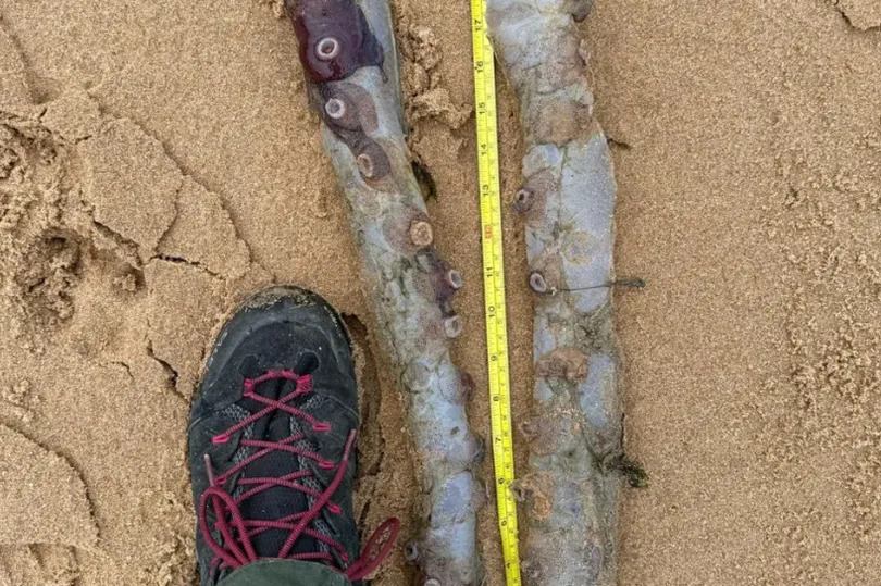 The animal was identified as a seven arm octopus.