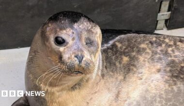 Popeye the seal. The pup is grey and has long whiskers. It is looking directly at the camera with its one dark eye. The other eye has been removed and in its place is a neat scar.