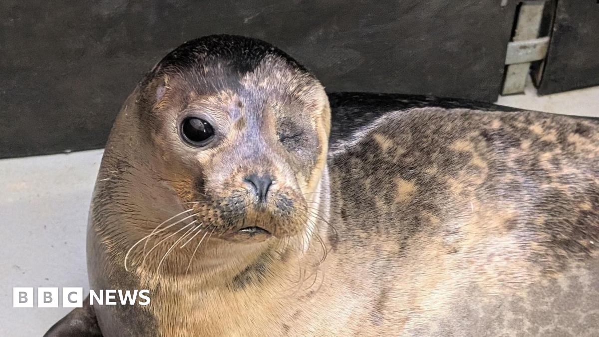 Popeye the seal. The pup is grey and has long whiskers. It is looking directly at the camera with its one dark eye. The other eye has been removed and in its place is a neat scar.