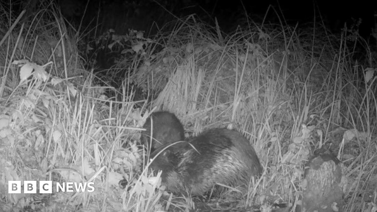 A beaver explores his woodland surroundings after being released from a metal cage. Three people in blue waterproofs are looking on as the release takes place.