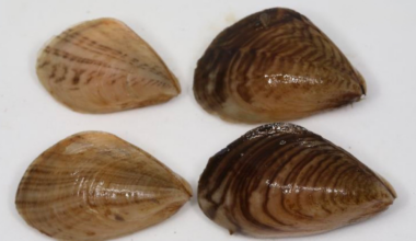 First quagga mussel Found in Northern Ireland