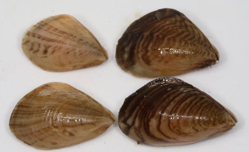 First quagga mussel Found in Northern Ireland