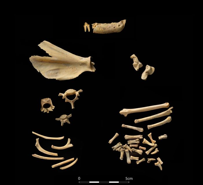 39 bones belonging to an adult male wildcat were discovered deep within Glencurran Cave. Photo: Ken Williams 