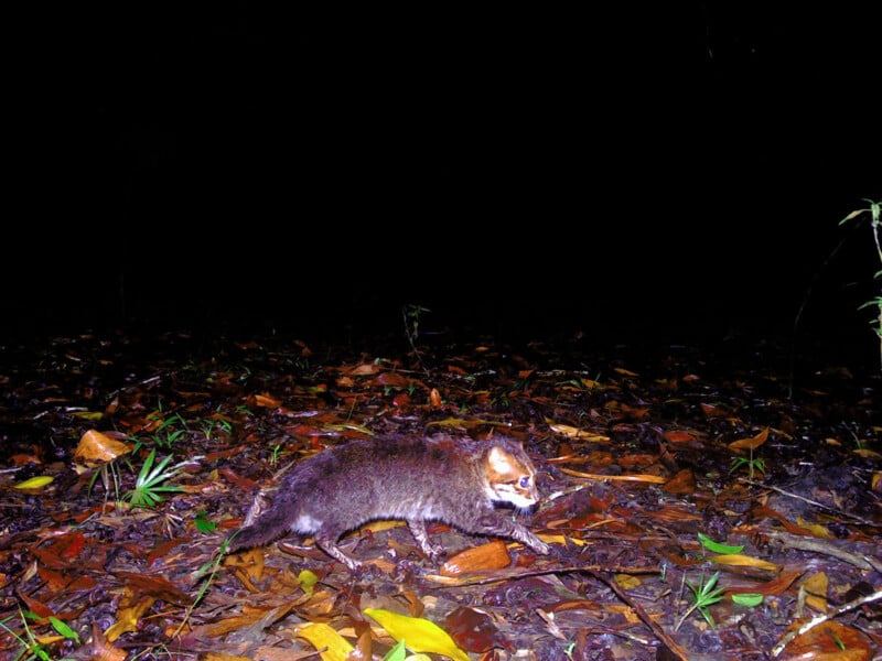 A small, cat-like mammal with reddish-brown fur walks across a forest floor covered in leaves at night, captured by a camera trap. The background is dark, highlighting the animal in the foreground.