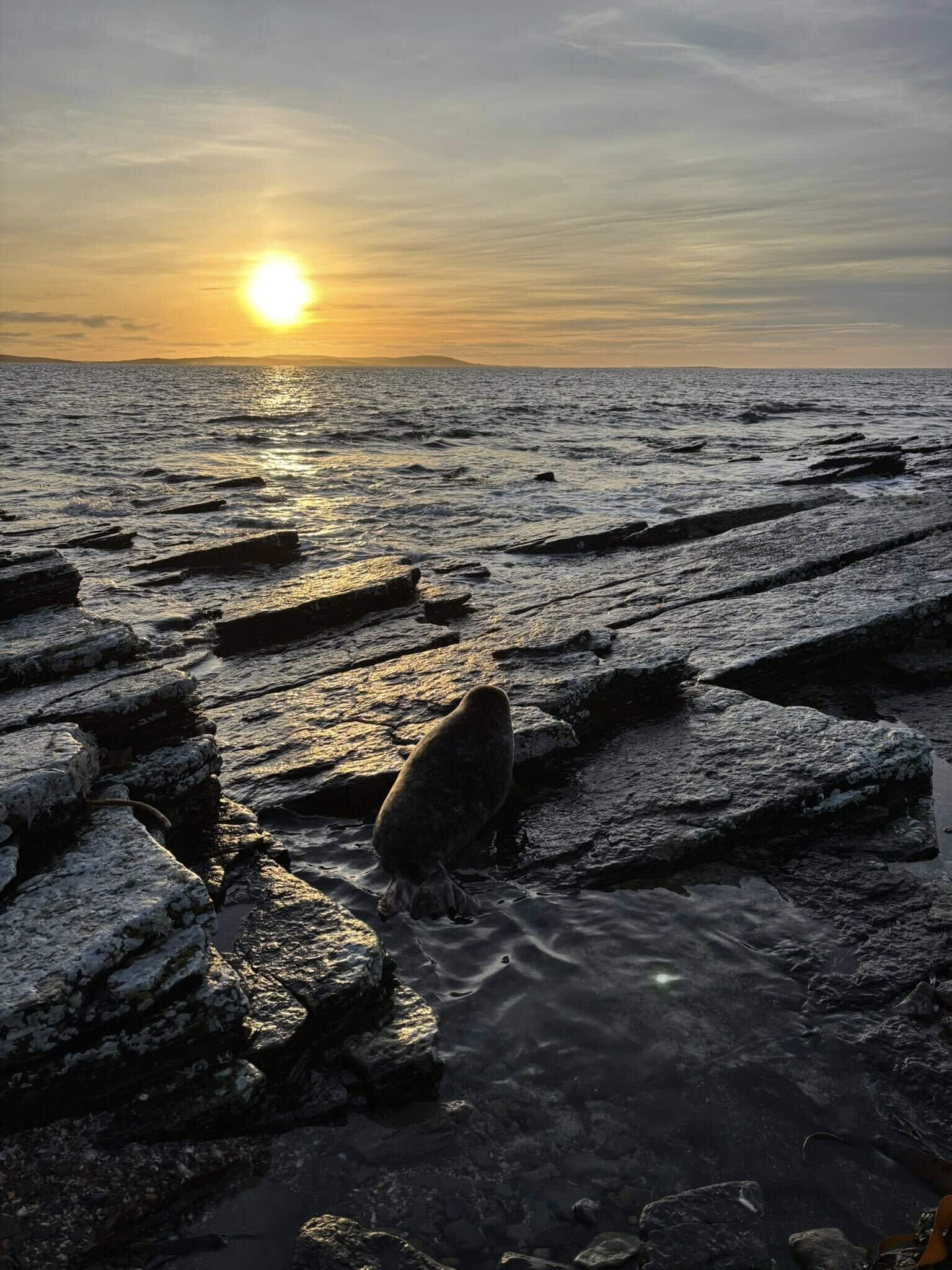 Seal returned to the sea after rescue in Westray
