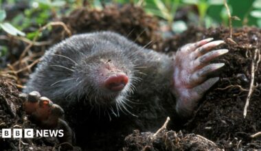 A mole, its fur black and shiny and with large clawed feet, appears from a hole in the ground.