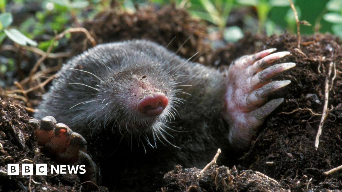A mole, its fur black and shiny and with large clawed feet, appears from a hole in the ground.