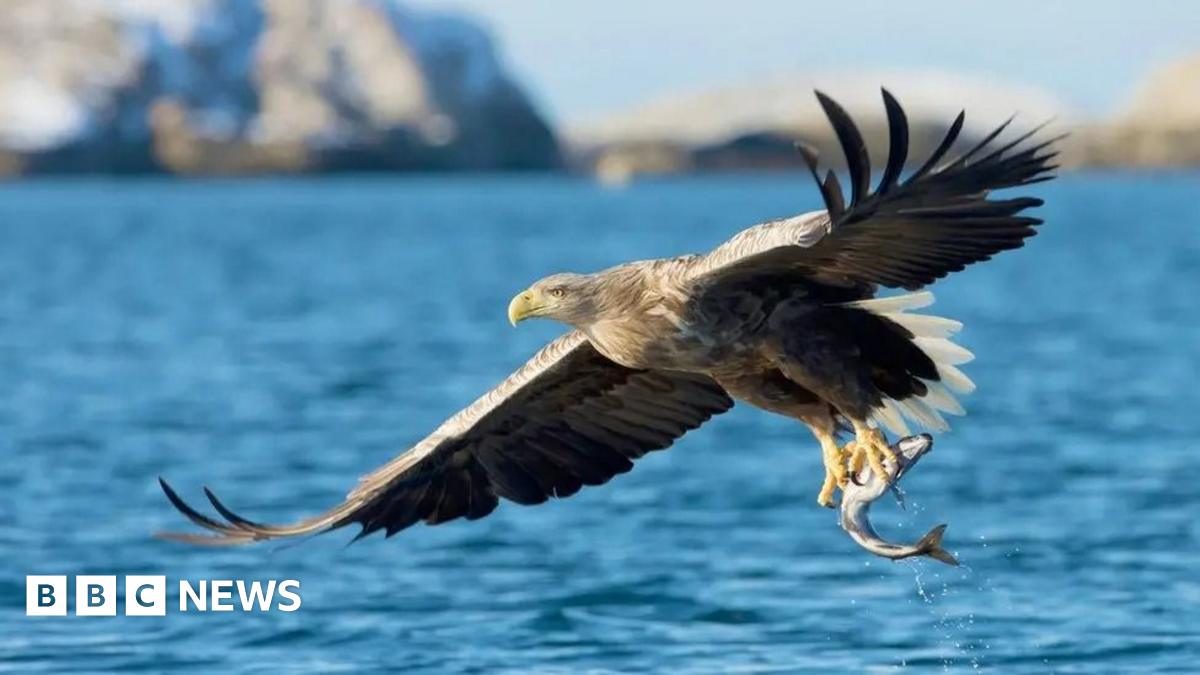 A white-tailed eagle sweeping low over the sea with a fish in its talons
