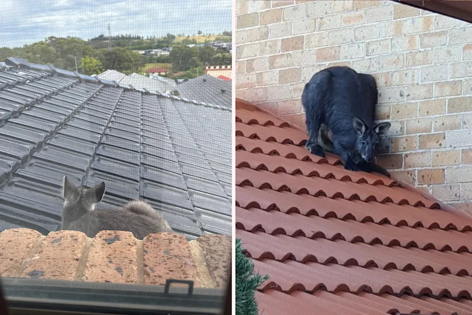 Right: A wallaroo on the roof of a home in 2025. Right: A different incident in 2020.