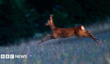 A black steam train pulls into a railway station with photographers on the platform as it approaches