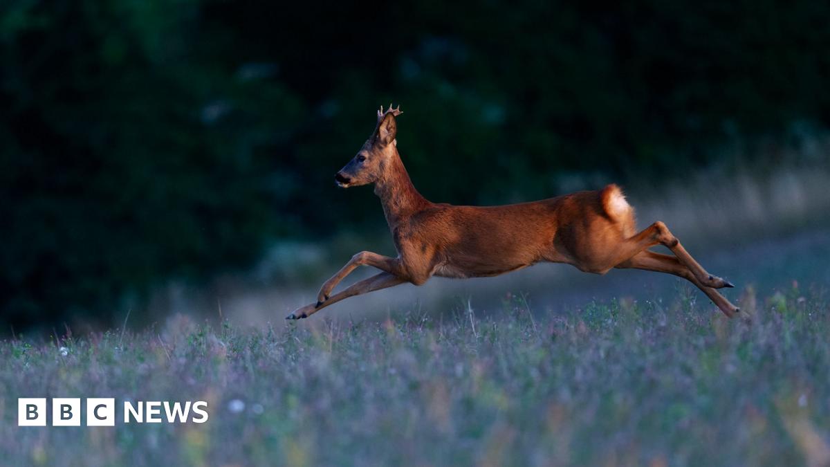 A black steam train pulls into a railway station with photographers on the platform as it approaches