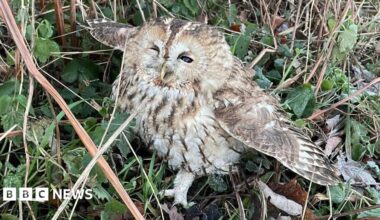 A small tawny owl with its wings outstretched in some grass.