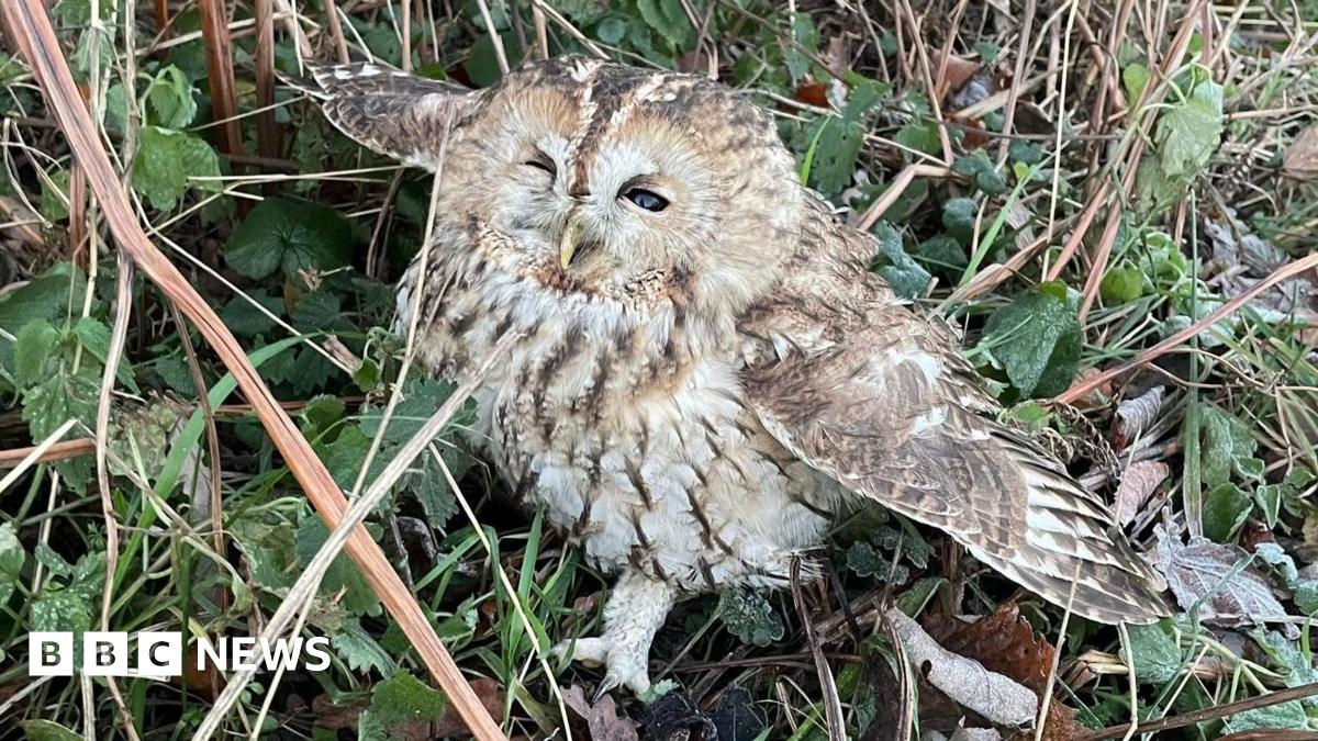 A small tawny owl with its wings outstretched in some grass.