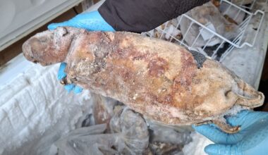 Police seize frozen pangolins and cane rats in major south-east London raid - London Evening Standard