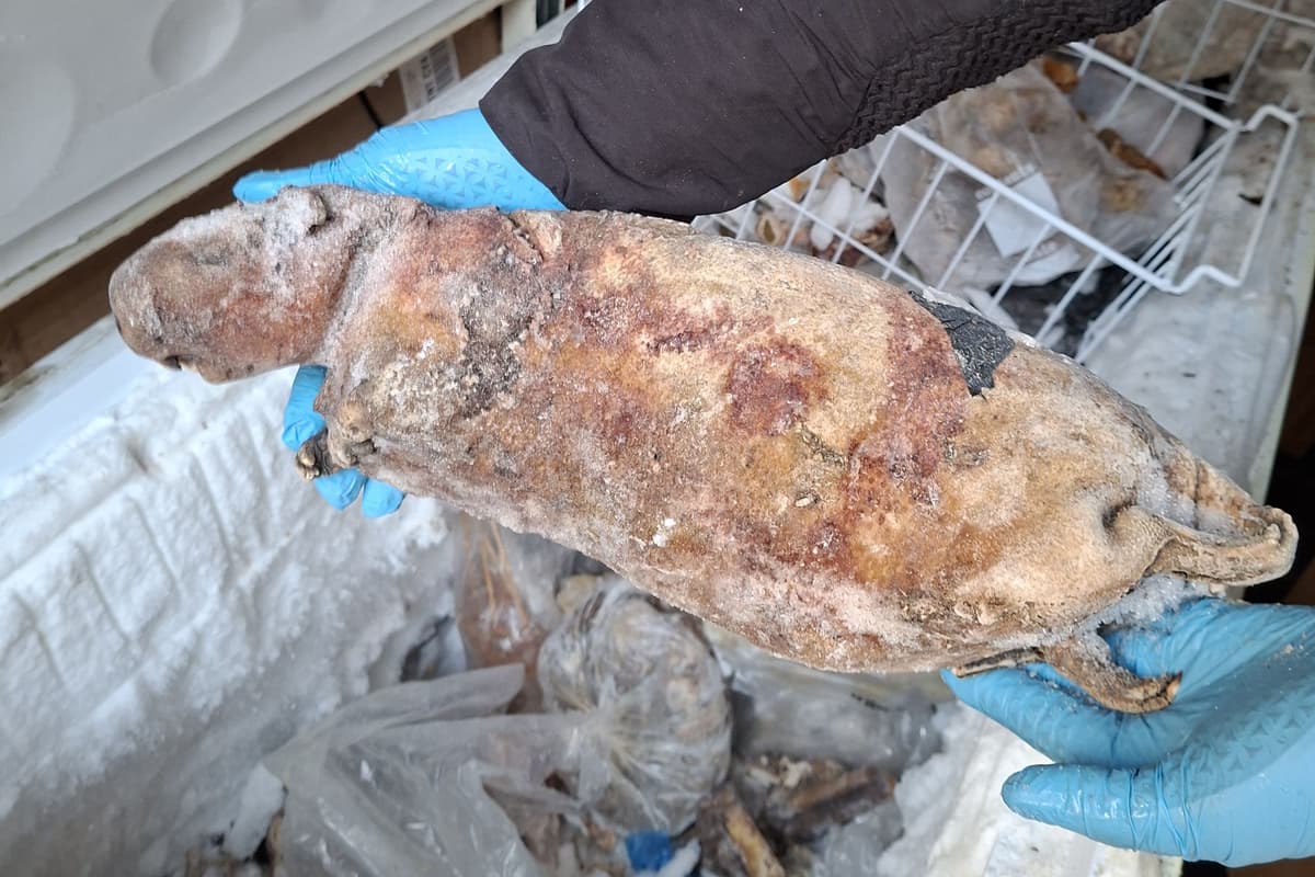 Police seize frozen pangolins and cane rats in major south-east London raid - London Evening Standard