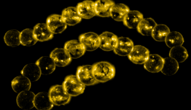 A Lost Spacecraft's Remarkable Return How Soho Transformed Solar Science