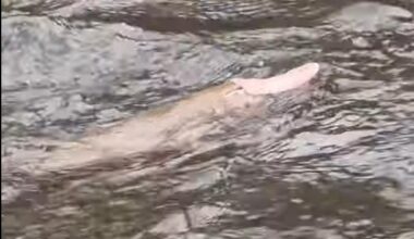 Watch: Aussie angler captures video of unusual pink platypus