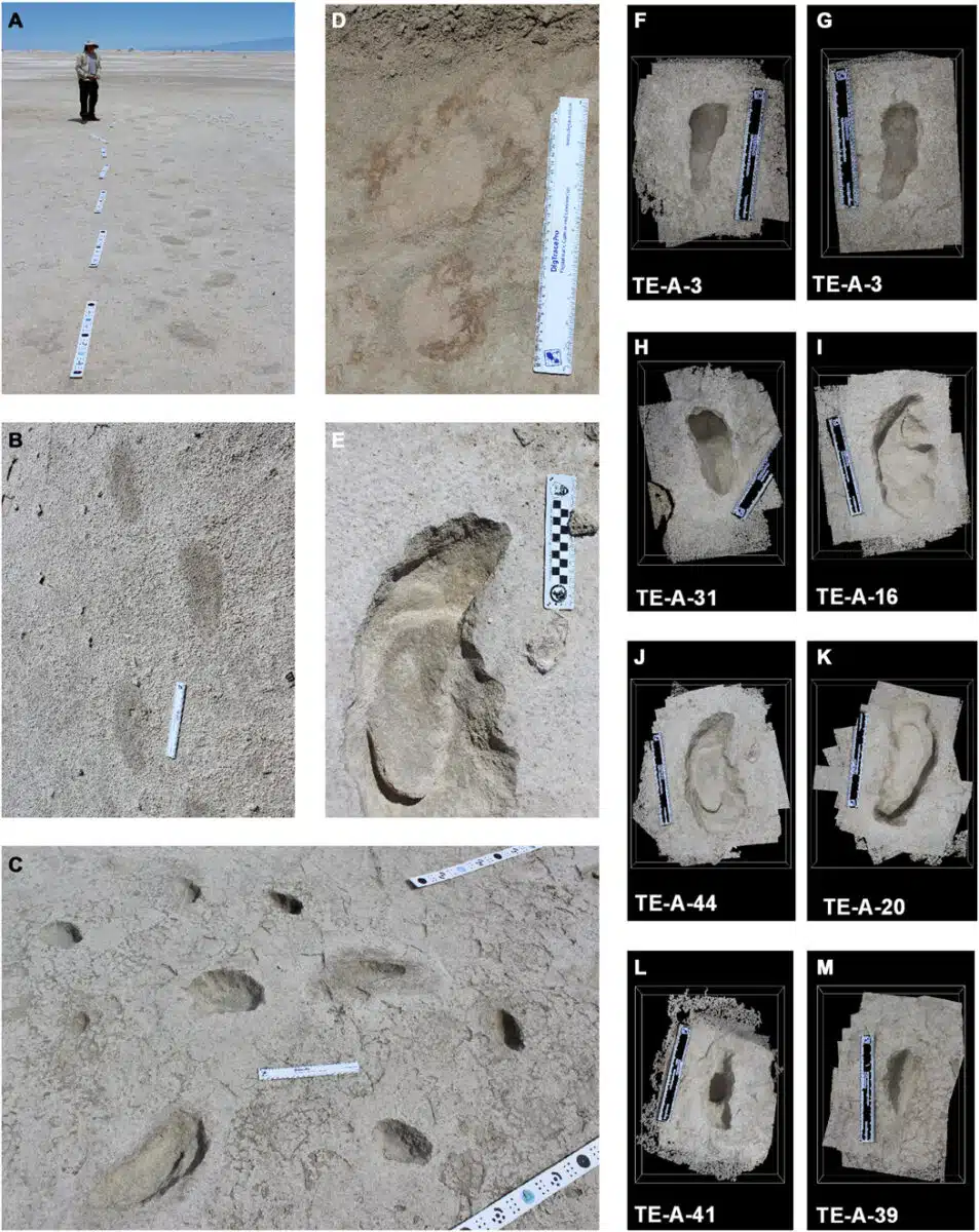 Detailed Images And 3d Scans Of Human And Animal Footprints Uncovered At White Sands