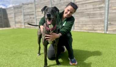 Law firm turns services into lifeline for abandoned pets