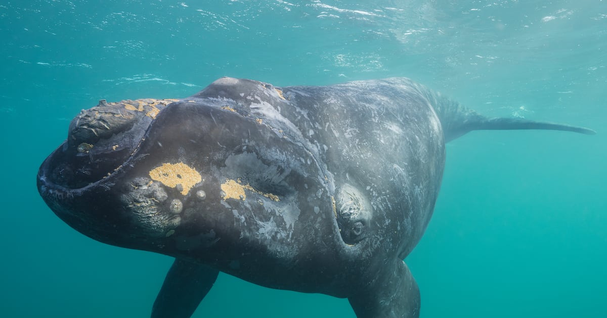Specimen of rare whale spotted off Donegal last year sighted almost 5,000km away near Boston – The Irish Times