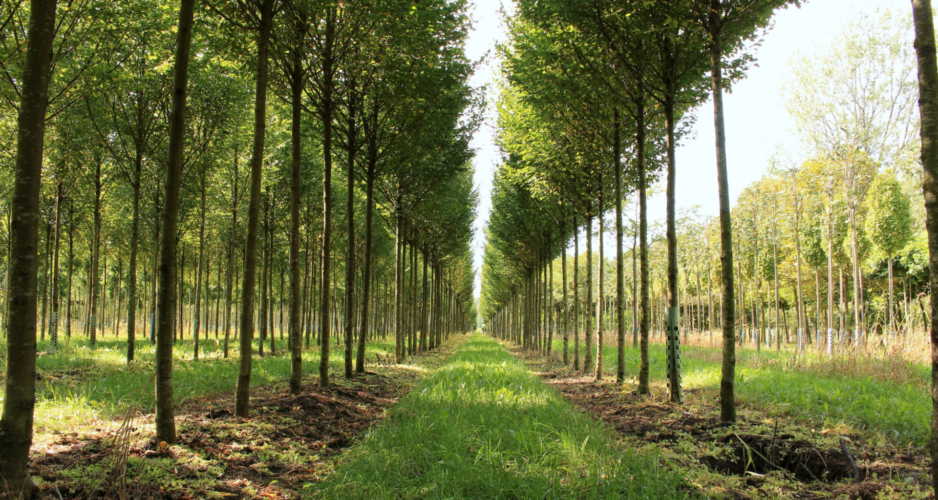 Tree nursery