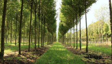 Tree nursery