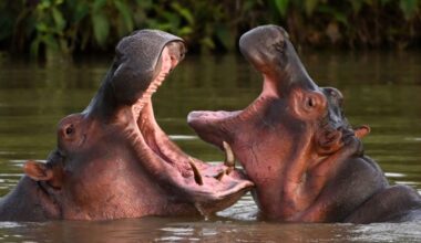 Pablo Escobar's hippos are saving Colombia's wetlands