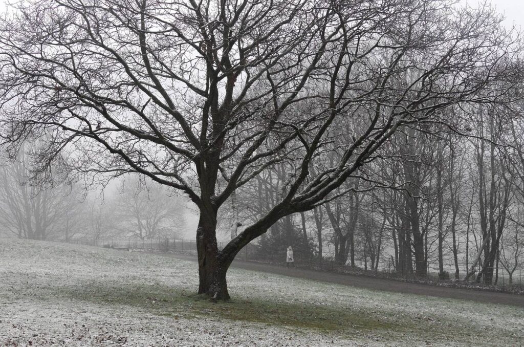 heaton park winter walk uk festive fog tree