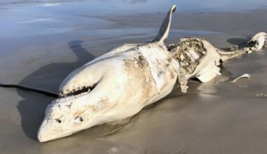 Great White Sharks Were Scared Out of Their Habitat by Just 2 Predators : ScienceAlert