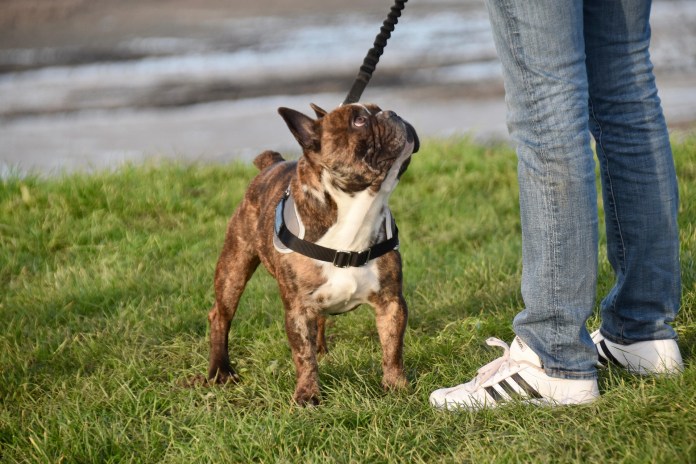 brown small dog on leash looking up at man