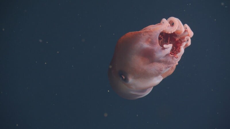 A pink dumbo octopus floats in dark water, with its fins out and tentacles curled, surrounded by tiny particles.