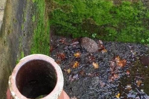 Look: Hedgehog rescued from underground storm tank in England