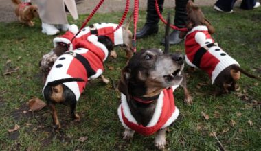 Hundreds of Santa themed sausage dogs take over London - see the pictures