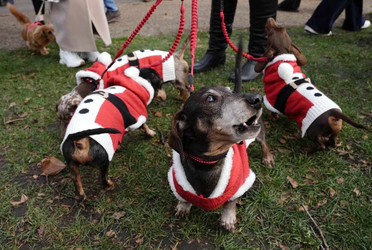 Hundreds of Santa themed sausage dogs take over London - see the pictures