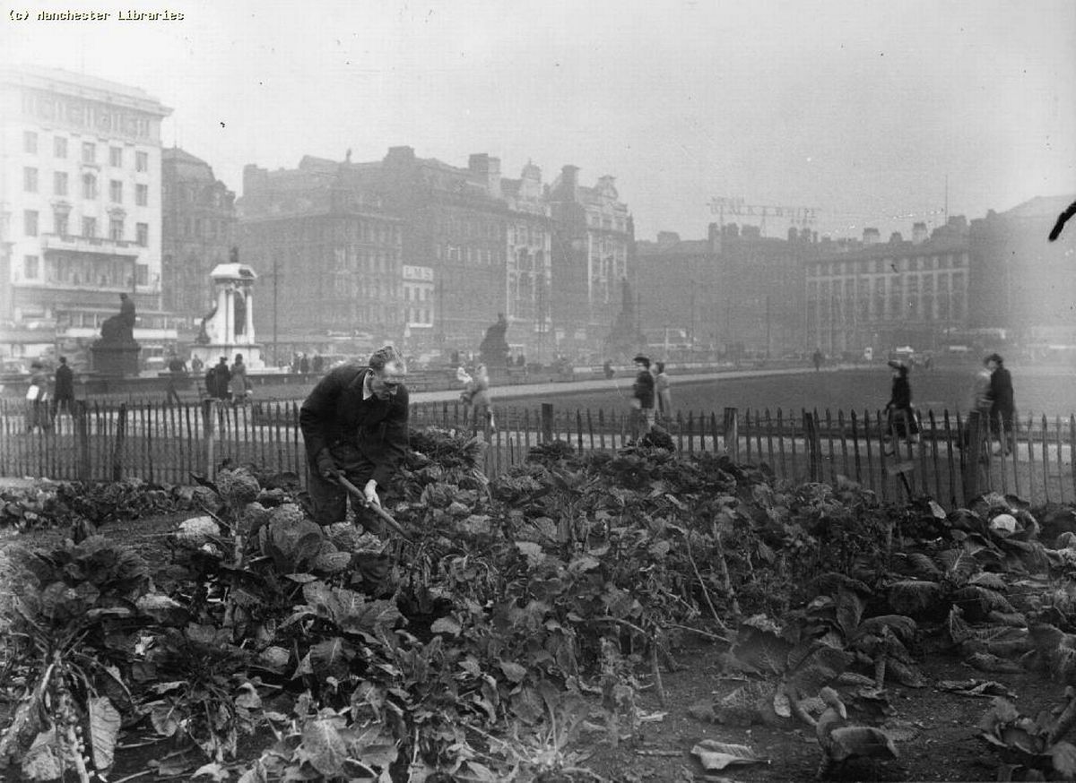Piccadilly Gardens being used as allotments in 1947