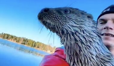 Baby Otter He Rescued Jumps Into His Boat Every Time She Sees Him After He Returned Her to the Wild (WATCH)