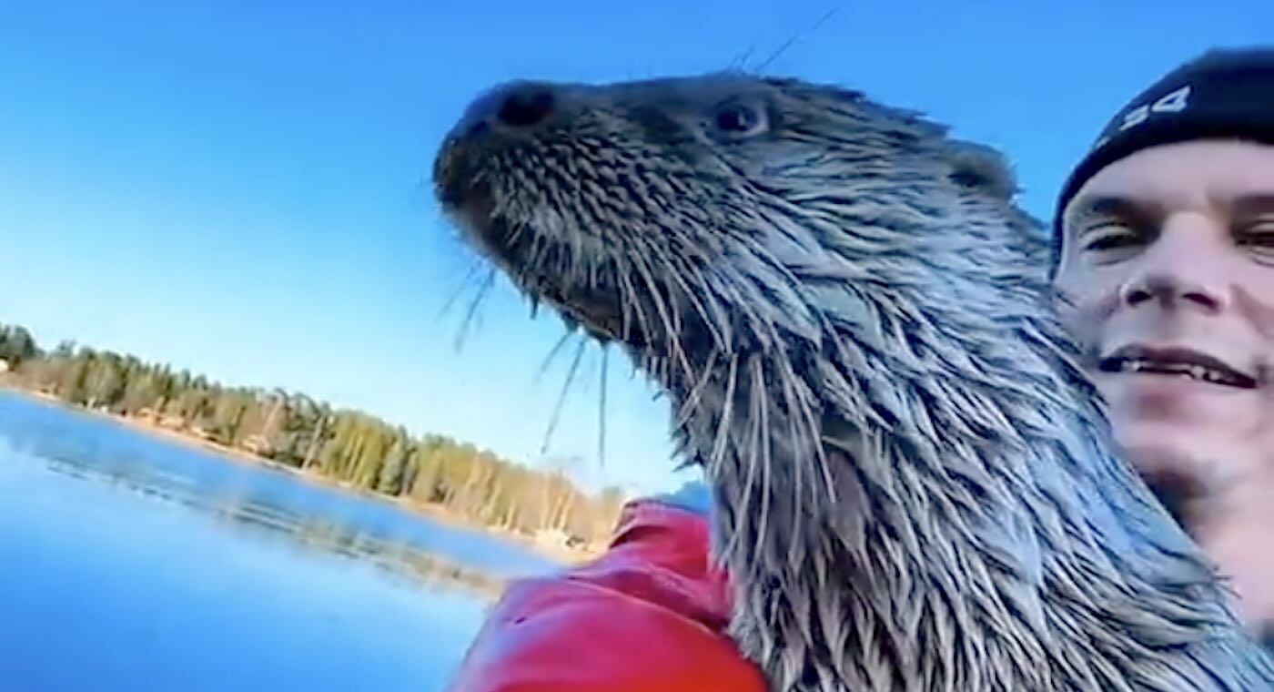 Baby Otter He Rescued Jumps Into His Boat Every Time She Sees Him After He Returned Her to the Wild (WATCH)