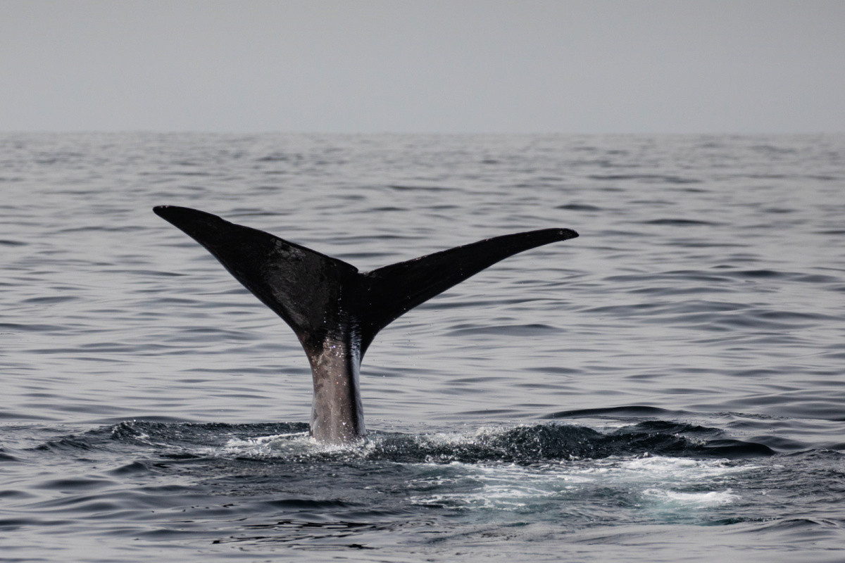 Sperm Whale Off Bali.jpg