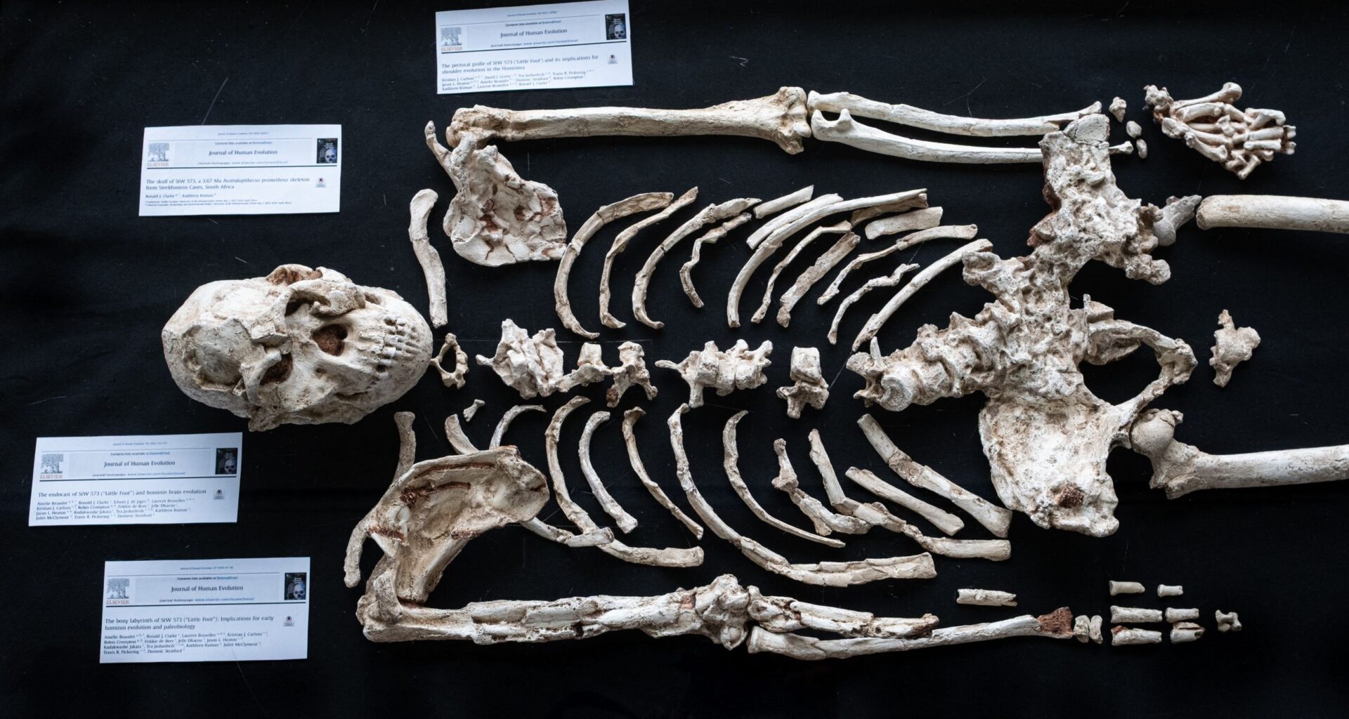 Today's biggest science news: 'Little Foot' potential unknown human ancestor | Geminids peak | Comet 3I/ATLAS closest approach