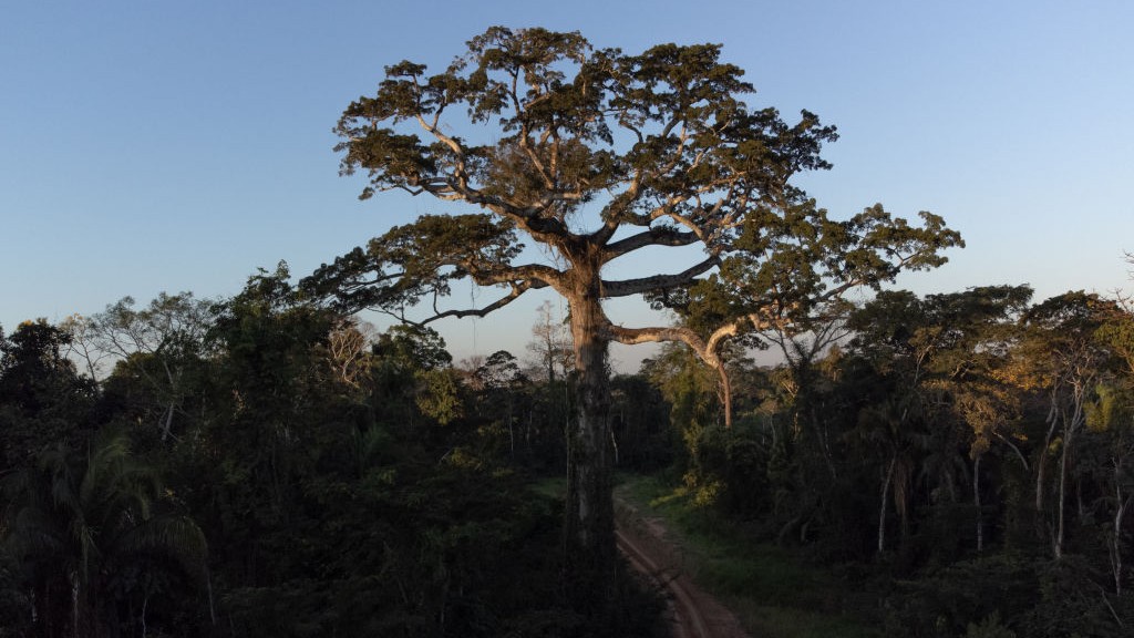 A Shihuahuaco tree in the Amazon.